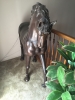 bronze-horse-1426303184.jpg